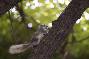 squirrel on tree