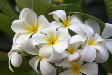 Fototapeta na wymiar frangipani flower on a background