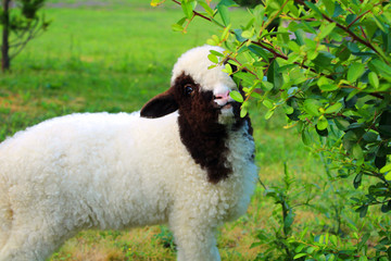Small lamb eating plants in the garden © Freesia