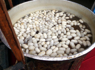 Silk worm cacoons in the water