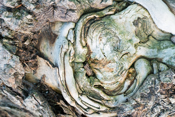 Damaged root of the tree. Abstract tree root pattern.
