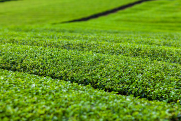 茶　新緑　綾鷹　名種　原産　有名　抹茶　緑茶　烏龍茶