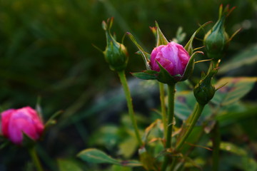 Amazing close rose in garden waiting for sunshine.