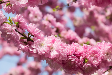 Pink cherry blossom. Pink flowers on tree.