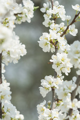 Blooming white cherry tree in spring. Sakura.