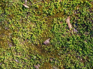 Moss texture, background with copy space