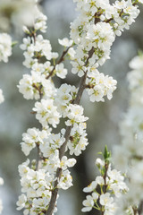 Blooming white cherry tree in spring. Sakura.