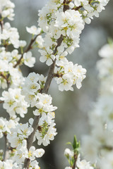 Blooming white cherry tree in spring. Sakura.