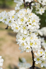 Blooming white cherry tree in spring. Sakura.