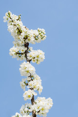 Blooming white cherry tree in spring. Sakura.