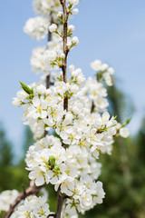 Blooming white cherry tree in spring. Sakura.