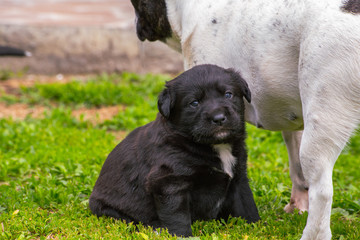 black dog in grass