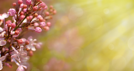Lilac flowers in the form of a panorama. Delicate flowers of lilac in spring in nature. Floral panorama for design and decor. Blurred background for text.