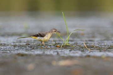 Grey Wagtail