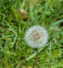 Pusteblume