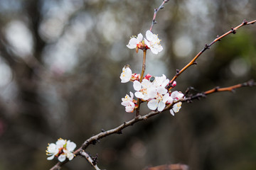 Beautiful flowering apricot tree in spring time