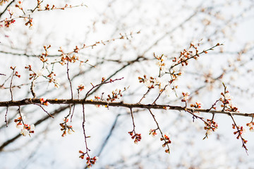 Beautiful flowering apricot tree in spring time