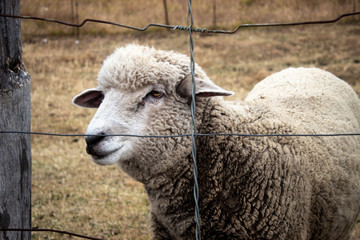 White Sheep on the farm