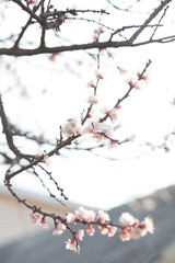 Beautiful flowering apricot tree in spring time