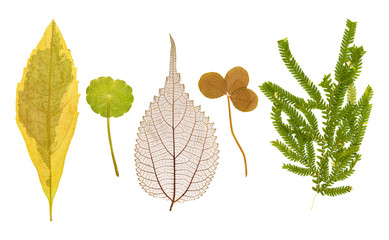 Set of dry pressed leaves of various shapes isolated