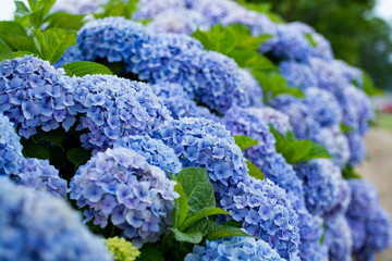 アジサイ（青色）