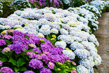 アジサイ（紫色と白色）
