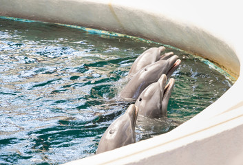 Dolphin show. Four dolphins in pool.