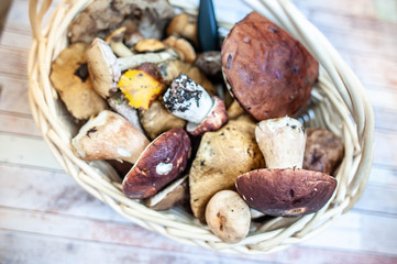 Fresh forest mushrooms in the basket, porcini , brown cap boletus , mosses, macro.