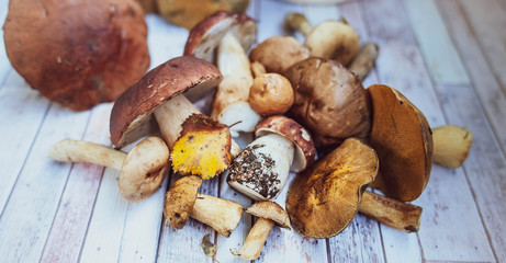 Mushrooms on the table, autumn, mushroom background, porcini and brown cap boletus