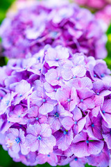 アジサイ（紫色）