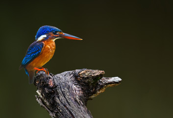 Blue-eared Kingfisher on branch on a green background in nature.