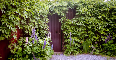 Mysterious entrance  in a brick wall covered with green vines,  New life or beginning concept, panoramic view