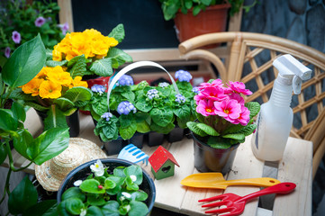 Stylish concept of gardening, planting planning, floriculture..Set of garden accessories and flowers
