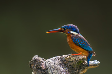 Blue-eared Kingfisher on branch on a green background in nature.