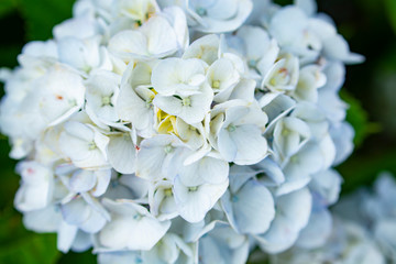 アジサイ（白色）