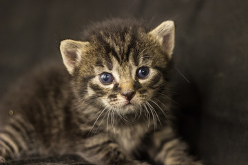 Grey kitten at black background