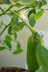 Close-up of the young green finger-like fruit of citrus plant Faustrimedin, Microcitronella, hybrid between Microcitrus and Calamondin. Indoor citrus tree growing