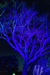 Tree blue