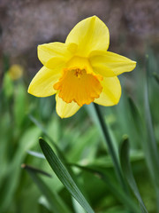 Fototapeta premium Blooming yellow narcissus.