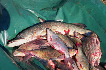 Many river fish. Freshwater fish - Carp, roach, Rudd, pike , bream