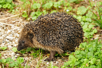 Igel