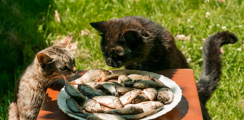 Hungry funny cat steals from the plate fresh fish