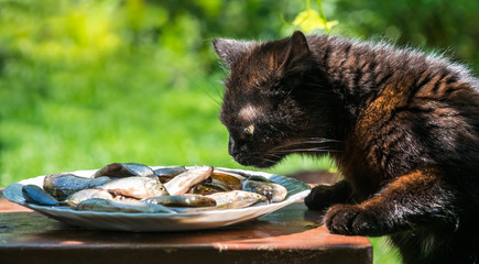 Hungry funny cat steals from the plate fresh fish