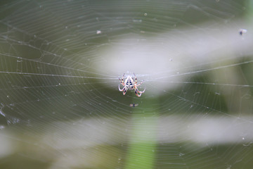 Spider on the web