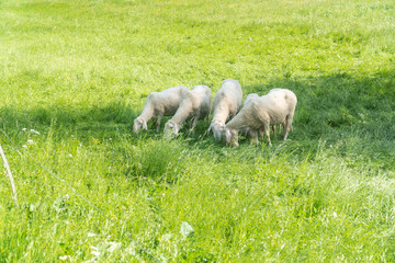 Naklejka na ściany i meble Flock of sheep grazing the grass in the mountains. Eco farm organic products concept