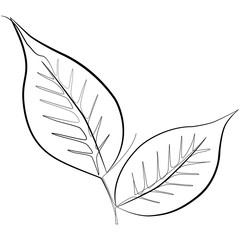 Vegan Leaf one line drawing. Continuous line Nature Vector Logo