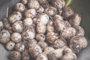 Barometer Earthstars mushroom. ( Astraeus hygrometricus )