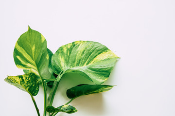 tropical plants on white background