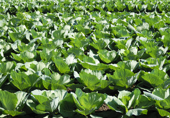 Obraz na płótnie Canvas cabbage field 