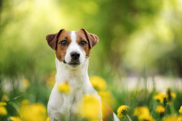Dog sitting in a green meadow - jack russell terrier